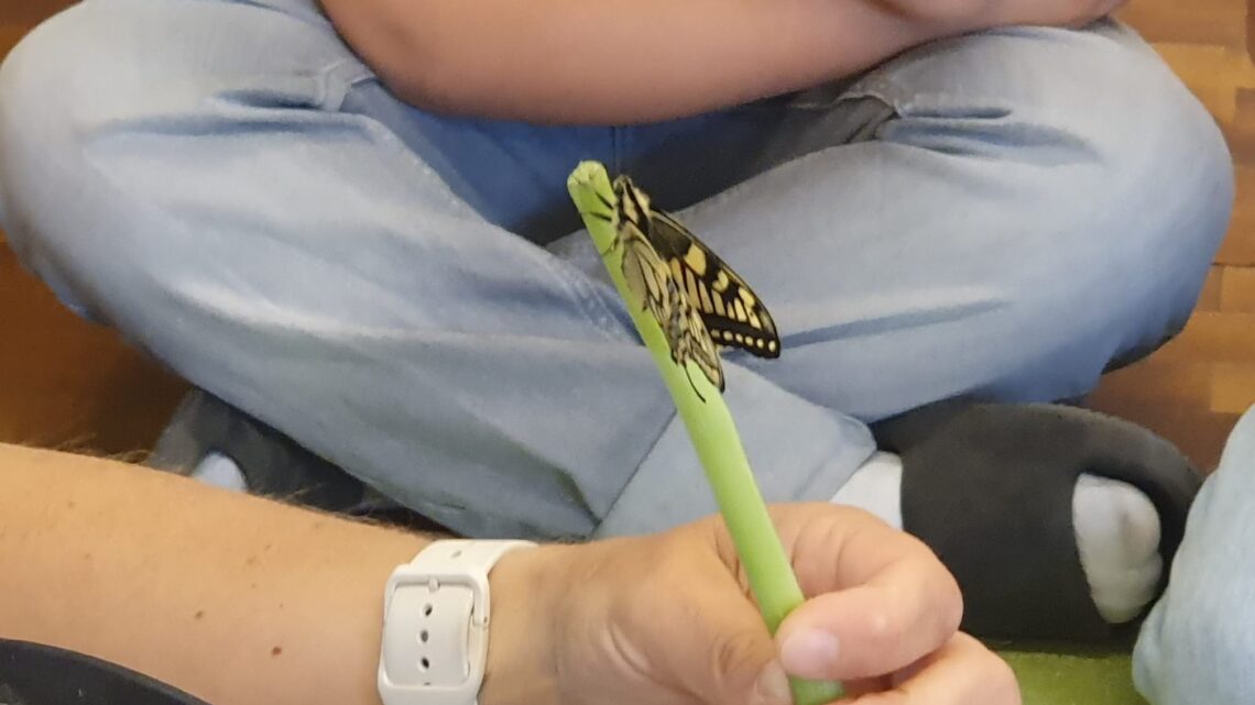 Schwalbenschwanz Schmetterlinge