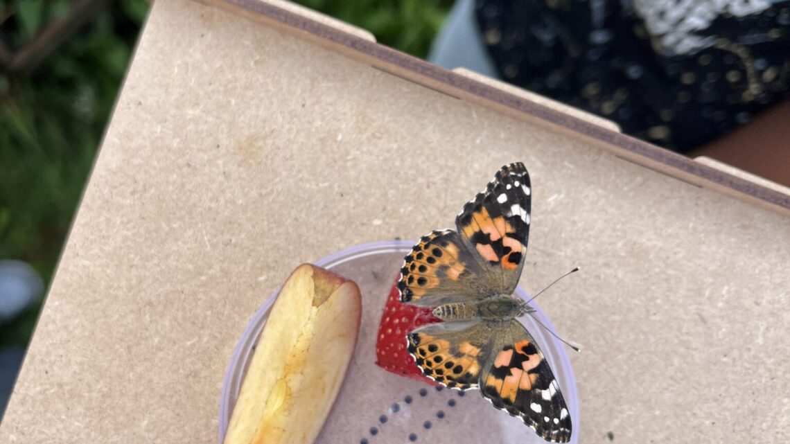 Schmetterlinge in der 4b