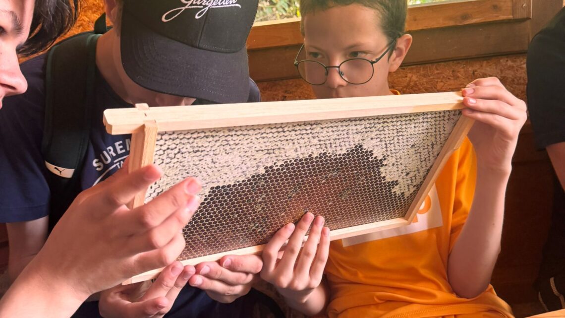 Zu Besuch bei den Bienen