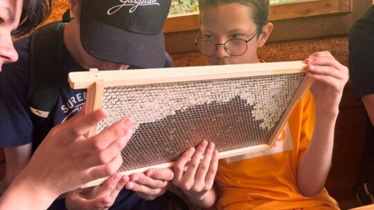 Zu Besuch bei den Bienen