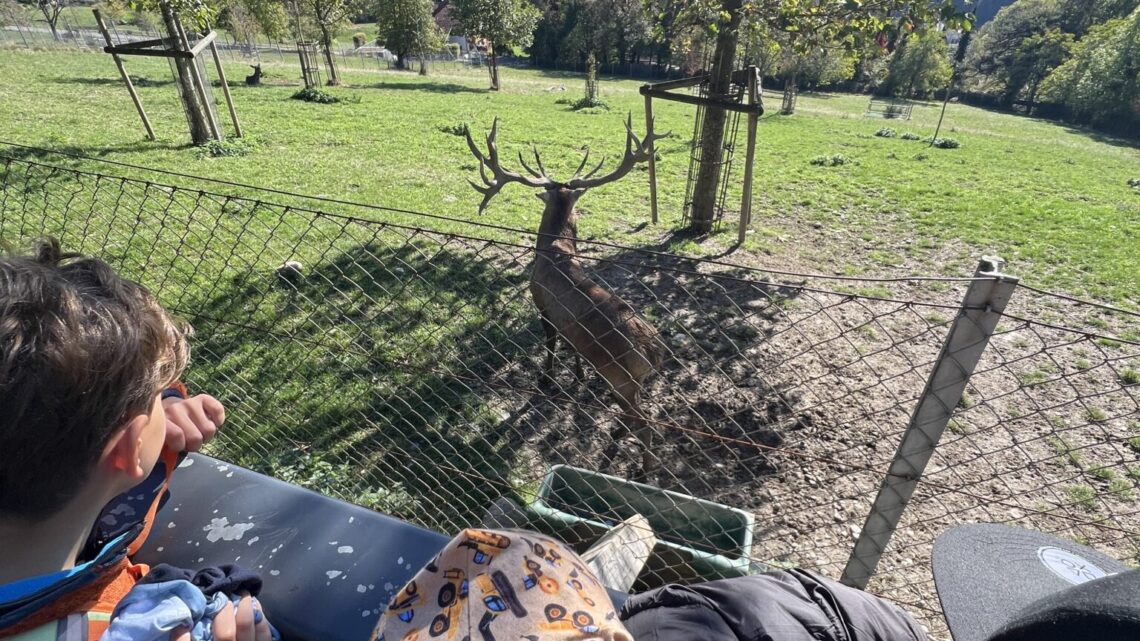 Wandertag der 3a zum Wildpark